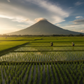 Mayon Volcano