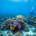 Tubbataha Reef